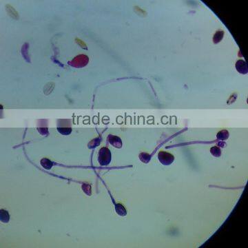 Teacher Teaching Microscope Slides 7101 photo-5