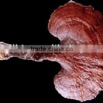 Reishi Mushroom Extract 10% ~ 30% Polysaccharides