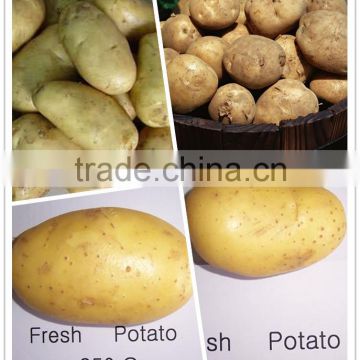 fresh good quality yellow potato with yellow pulp