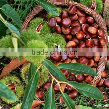 Fresh chestnut packing in gunny bag with 10kg from original place