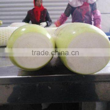 Fresh Radish to Canada From Chinese Factory photo-2