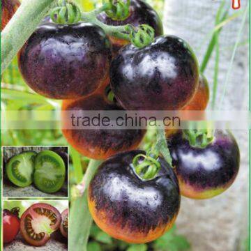 Hybrid Black Purple Cherry Tomato Seeds For Sale-Purple Bright photo-2