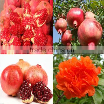 Pomegranate Fruit Peel Extract/Ellagic acid