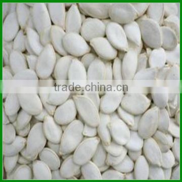 Hot Sale Cheap Snow White Pumpkin Seed 11cm /12cm/13cm in Shell