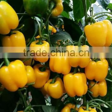 Green/red/yellow pepper seeds