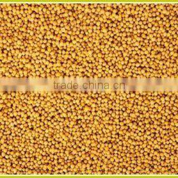 Yellow Mustard Seeds photo-2