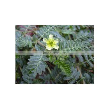 Tribulus Extract photo-4