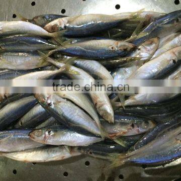 Horse mackerel from China size 9 -11 pcs / kg