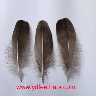 Grey Goose Feather for Wholesale From China