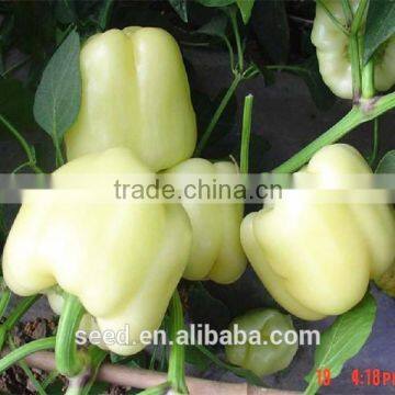 white sweet pepper seeds SXP No.4