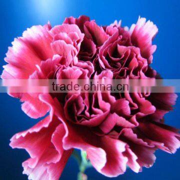 Good Quality Fresh Cut Carnation Flower for Mother's Day photo-5