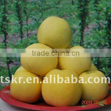 pommes golden delicious/fresh golden apple hot sale in 2011