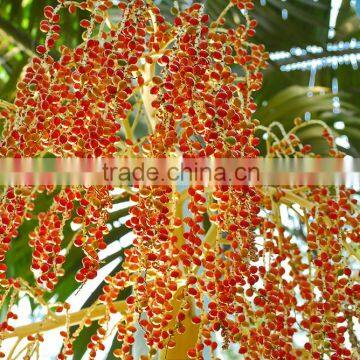 Long Time Working Fruit Palm Threshing Machine/fresh Palm Process Machine/palm Thresher photo-5