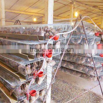 6 Tiers A Type 720 Layer Quails Automatic Quail Cage for Quails Farming photo-3