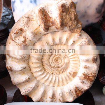 Wholesale Natural large Snail Fossils animals fossils