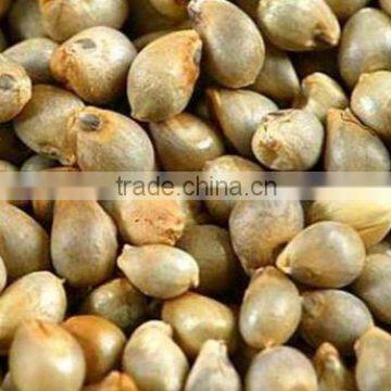 Organic Bajra/ Sorghum