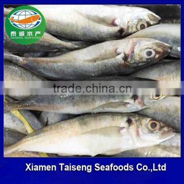 Frozen Round Scad (Muroaji)For Tuna Bait