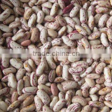 Light Speckled Kideny Bean photo-2