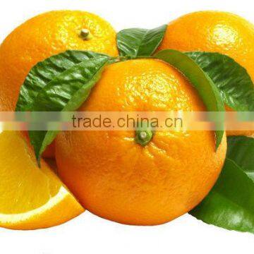 Big Navel Orange For Europe Market