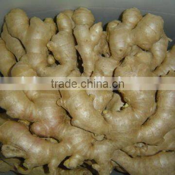 Fresh Dried Ginger photo-3