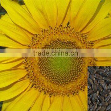 Non Gmo Sunflower Seeds Oil Seeds
