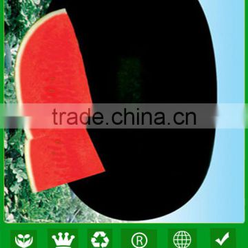 JW18 high quality & hybrid black watermelon seeds f1 for planting seeds