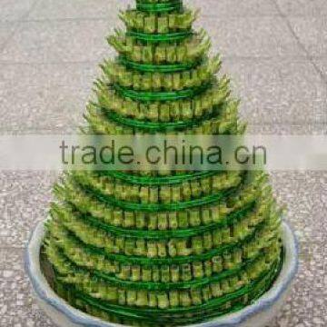 tower shape Lucky bamboo,