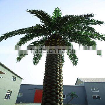 Patented and Customized Date Palm Tree for Garden Decoration photo-3