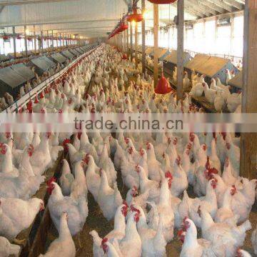 Fully Automatic Light Steel Poultry House
