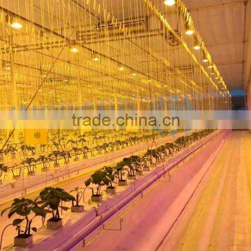 LED Grow Light With Hydroponic System Greenhouse photo-3