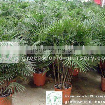 rhapis multifida small palm bushy