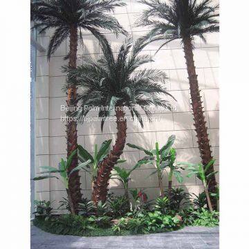 Preserved Date Palm photo-3