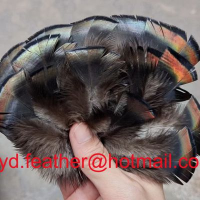 Bronze Turkey Feather From China For Wholesale