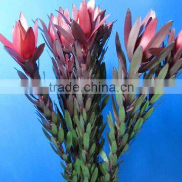 Newest manufacture wholesale Leucadendronflower