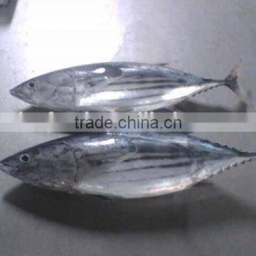 skip jack tuna fish