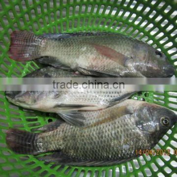 FROZEN WHOLE ROUND TILAPIA