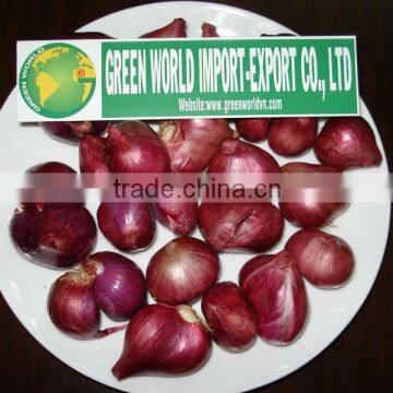 Fresh red Onion - Best price - High quality