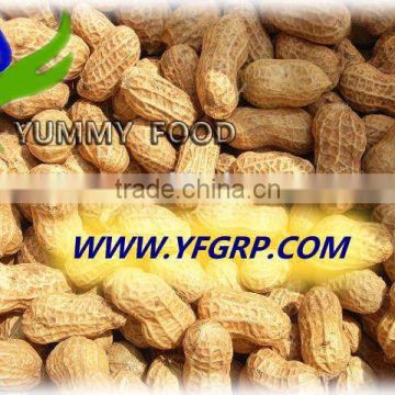 Chinese Wholesale Roasted Peanuts