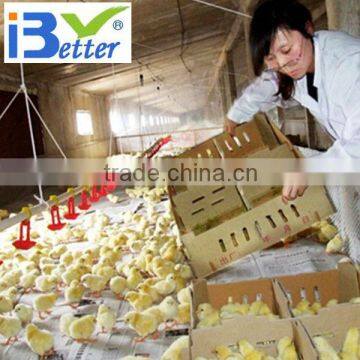 BT factory mechanized poultry farming for broiler chicken