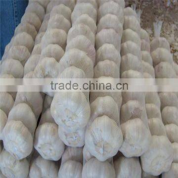 2017 Fresh Pure White Garlic