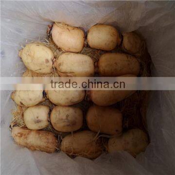 Fresh Lotus root for export