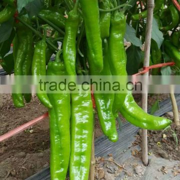 Chinese F1 Big Horn Hybrid Hot Pepper Seeds For Sale-3100