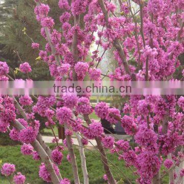 2016 Chinese Redbud Seeds Judas Tree Seeds For Planting