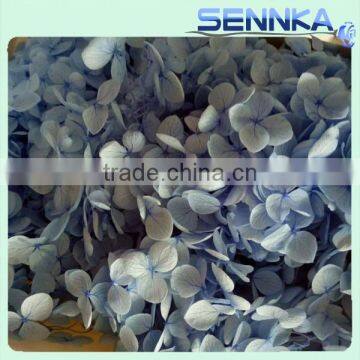Supply Light Blue Preserved Flower Preserved Fresh Hydrangea Natural Flowers Decoration Wedding Events
