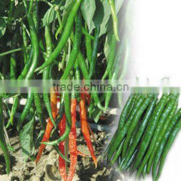 Green Hot PEpper Chilli Seed For Sale FST 001