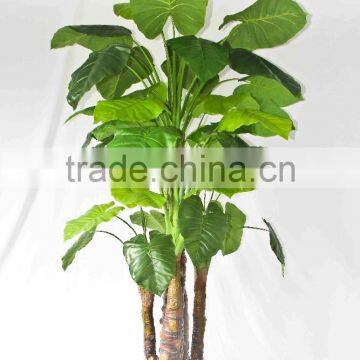 Factory Supply Evergreen Plants photo-6