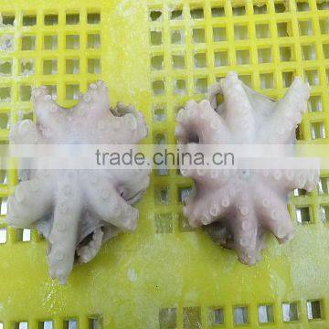Frozen HACCP Certification Baby Octopus photo-2