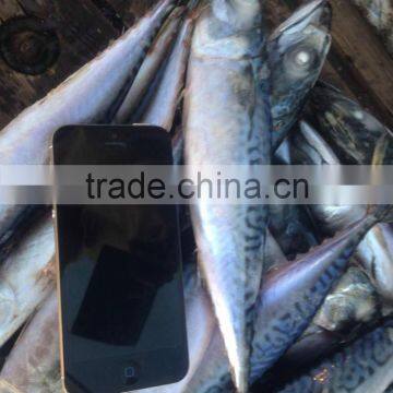 Seafrozen Pacific Mackerel photo-5