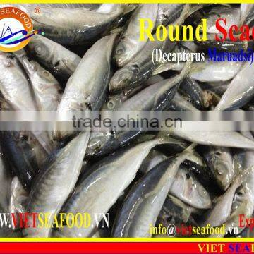 FROZEN MARUADSI (ROUND SCAD) photo-5