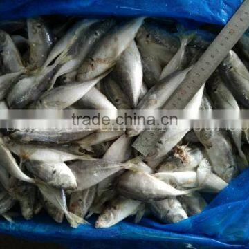 Export 30-50g Trawel Small Size Horse Mackerel Sell photo-3